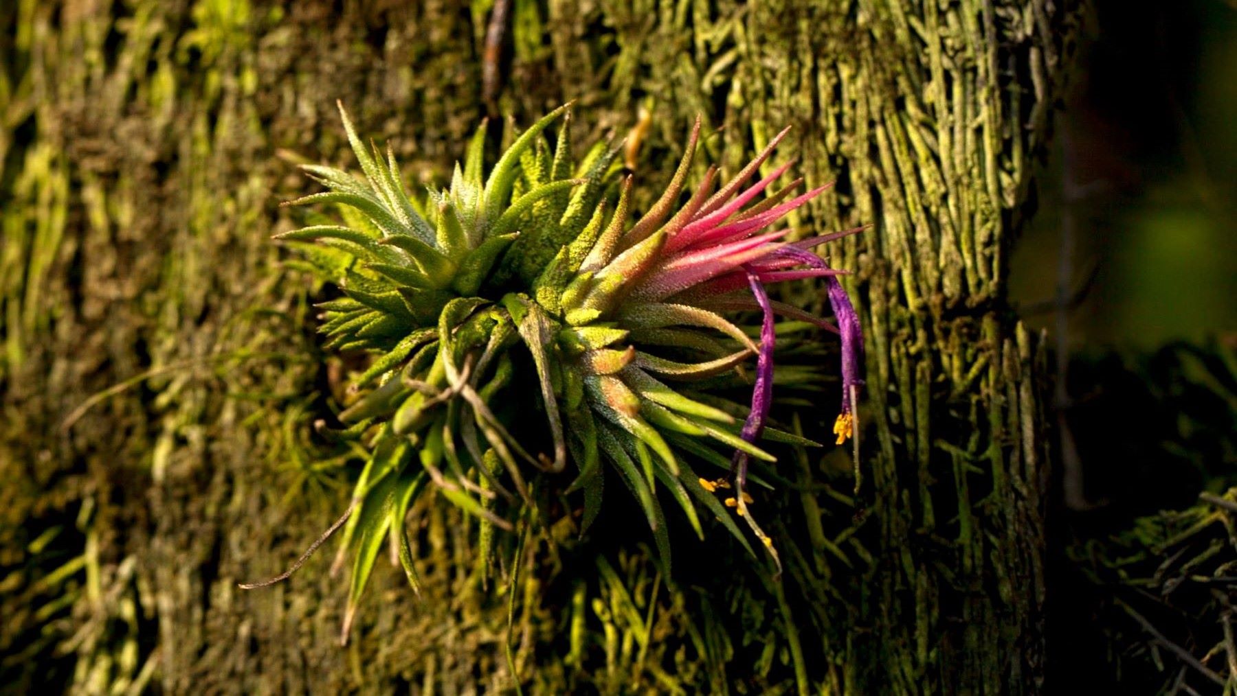 nuevas especies de Tillandsia en Ecuador