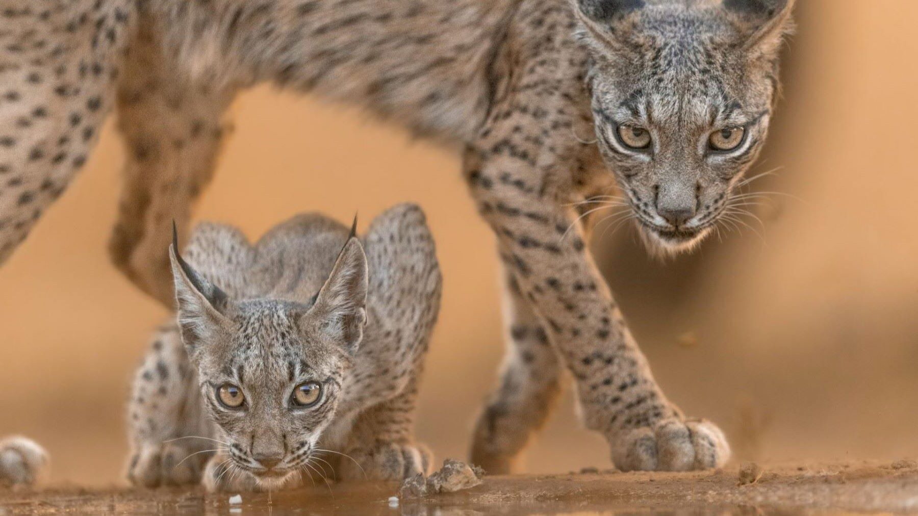 cría del lince ibérico en 2026