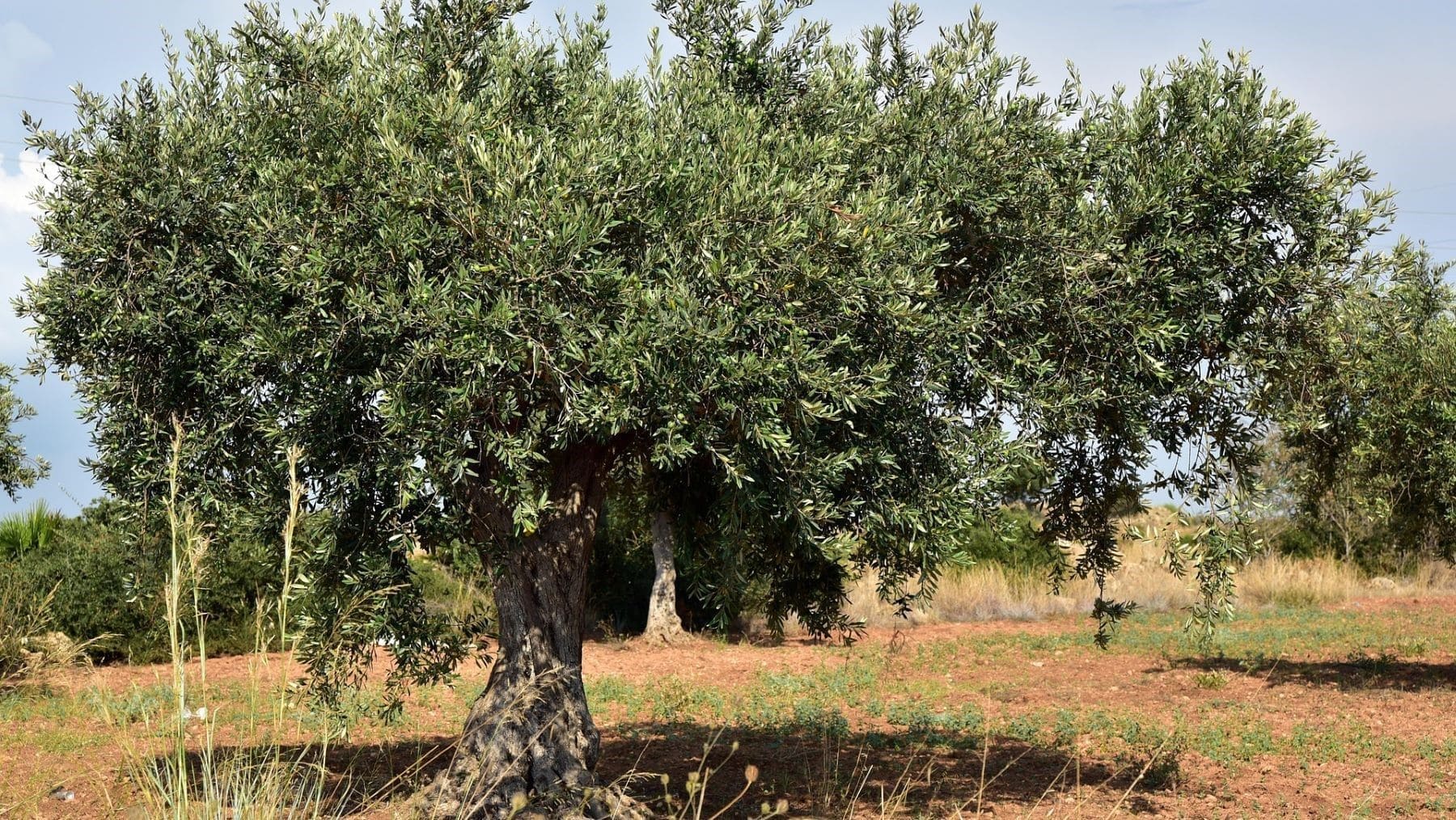 cambio climático en el olivo y efectos del calor extremo