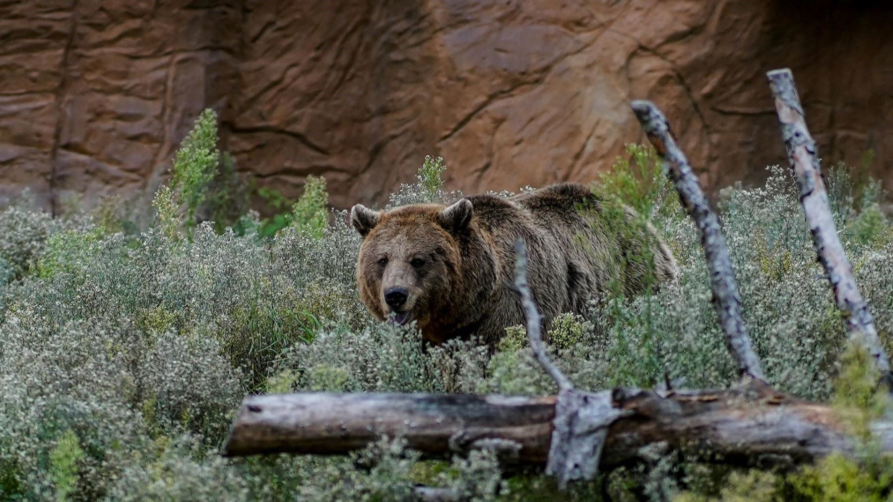 osos cerca de Oviedo en bosques de Asturias