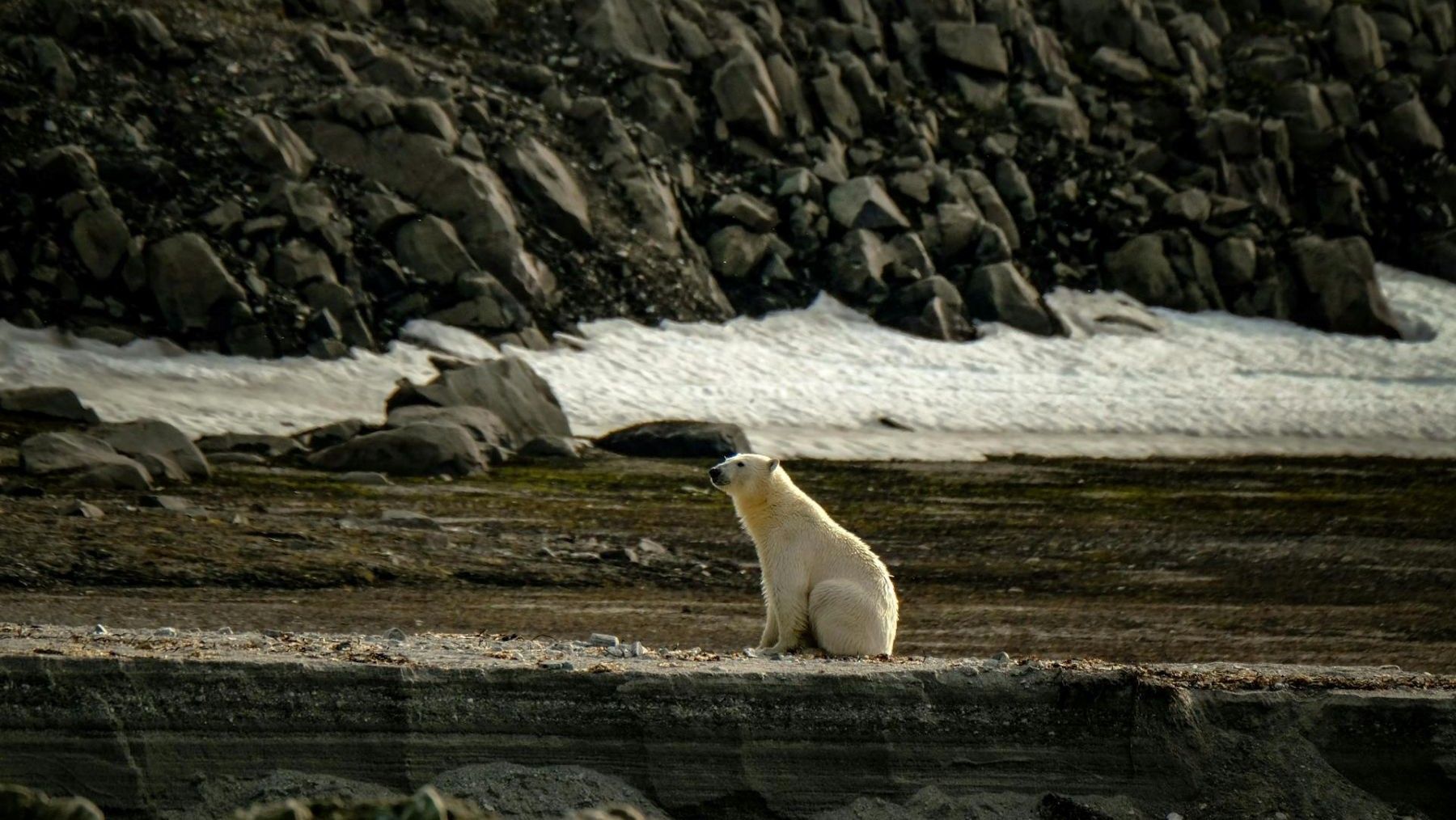Detectan gripe aviar en oso polar