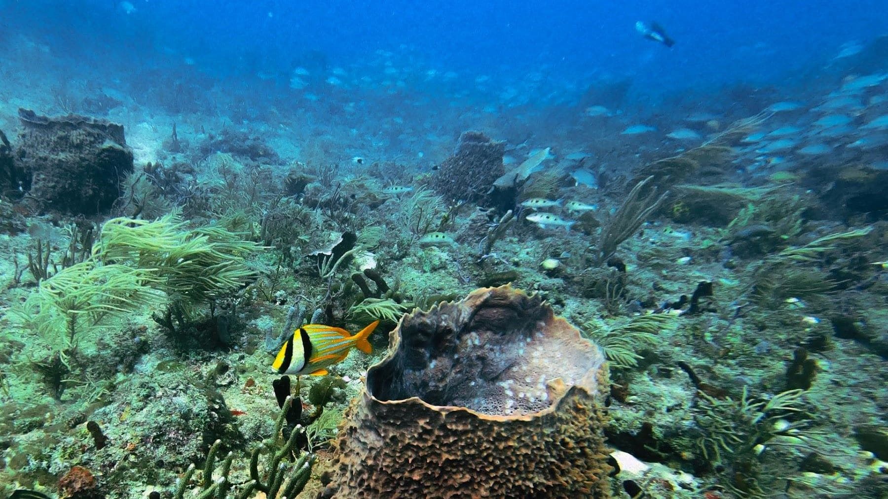 Refugios climáticos marinos en ecosistemas oceánicos resilientes