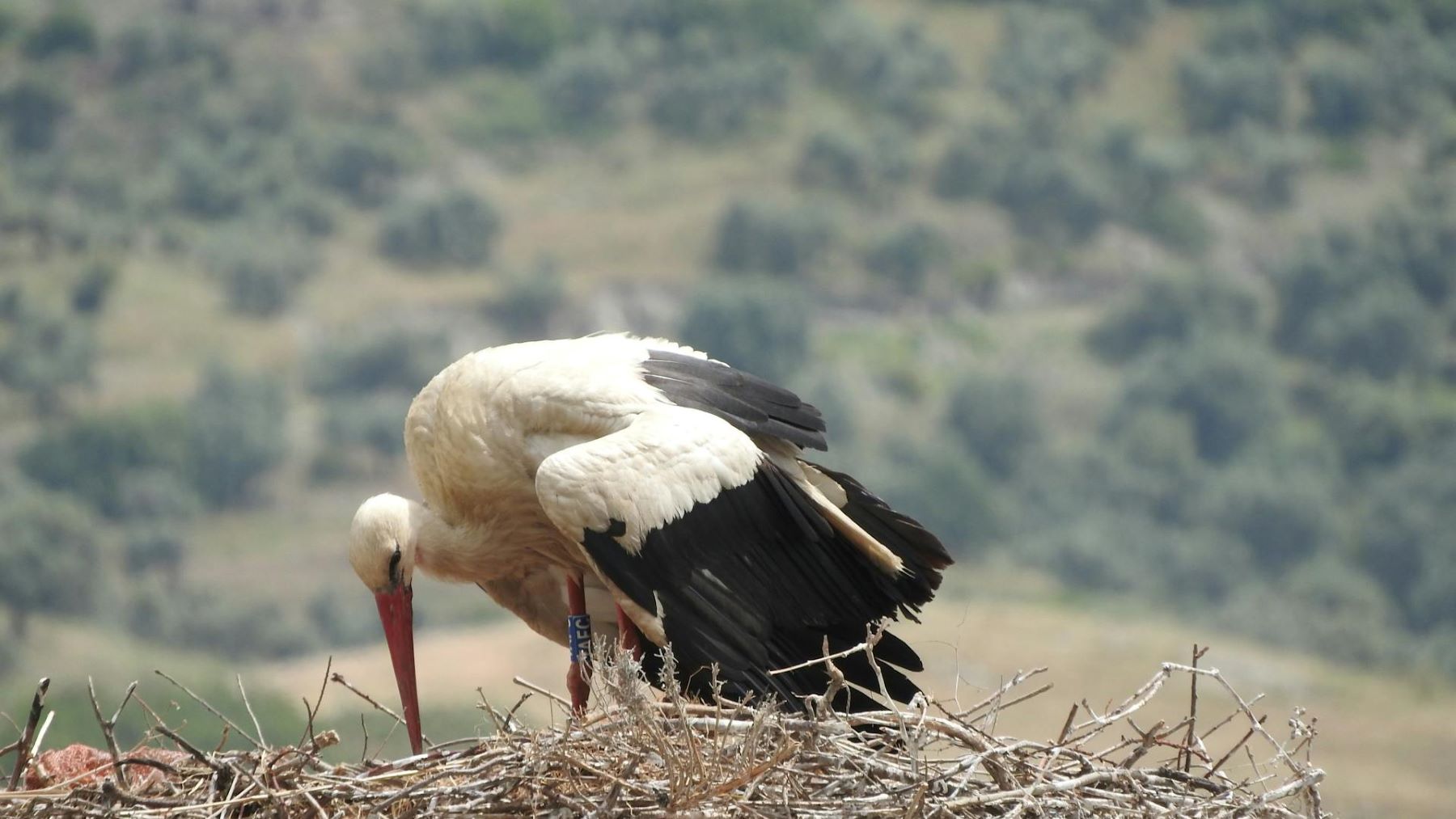 Corredor Ibérico y conservación de biodiversidad hispanolusa
