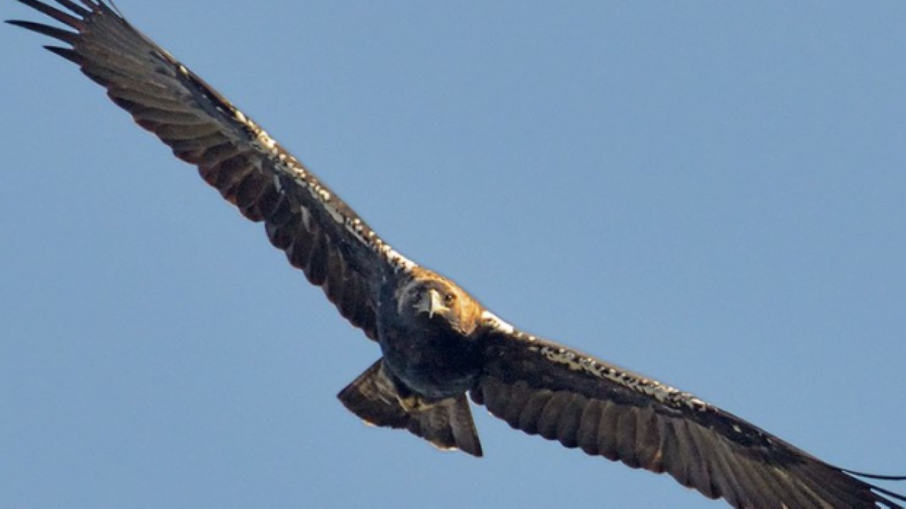 parque eólico Campanario II Híbrido en Bonete Albacete