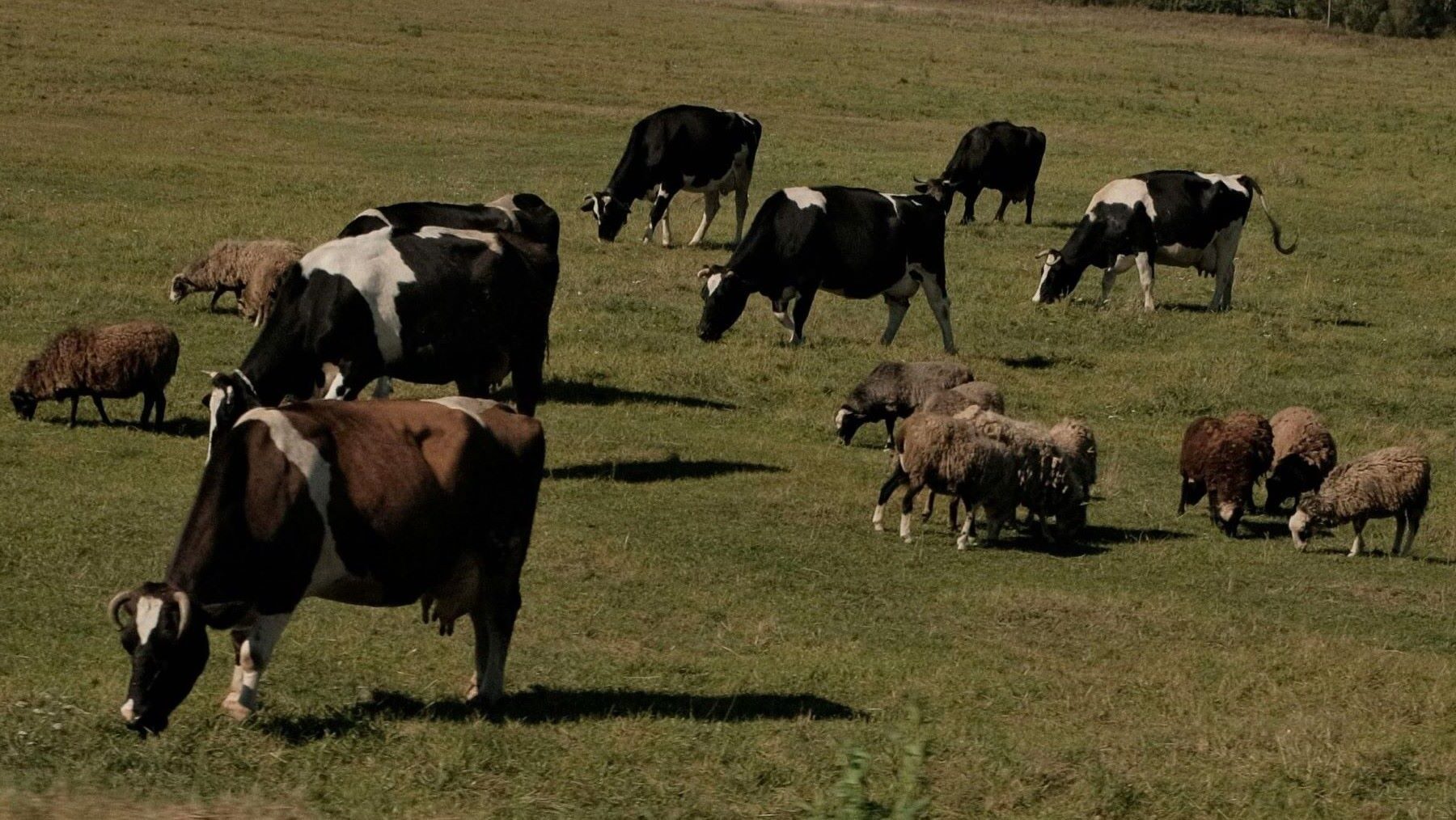 Ganadería extensiva y biodiversidad
