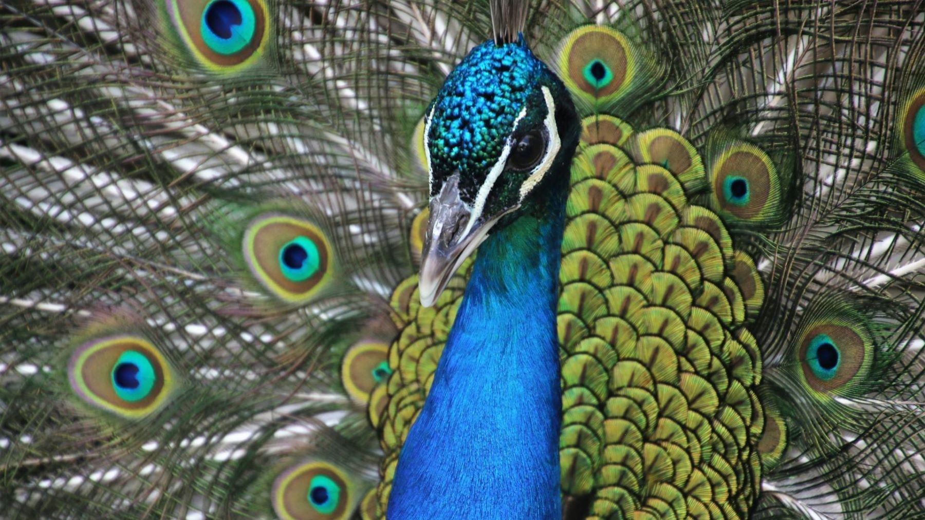 Una invasión de pavos reales en un pueblo italiano se 'viraliza' en RRSS