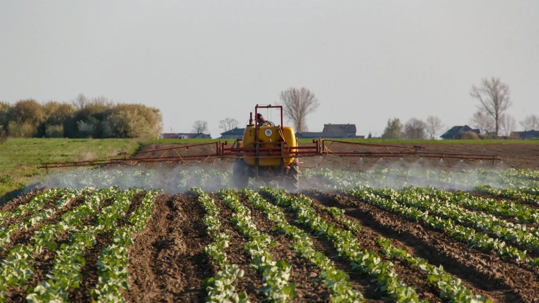 plaguicidas en la fruta en España detectados en uvas y cítricos