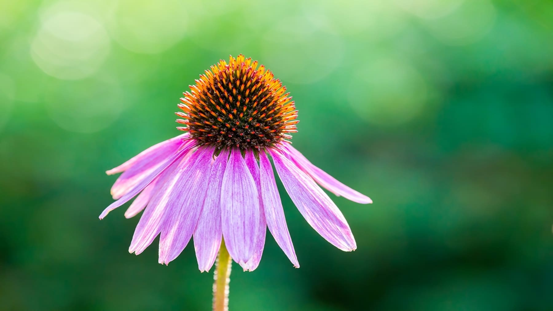 Plantas tintóreas para tintes naturales y moda ecológica