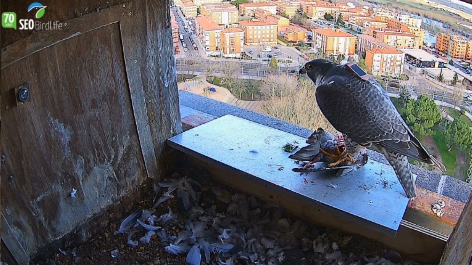 Crías de halcón peregrino en Zamora dentro de la caja nido urbana