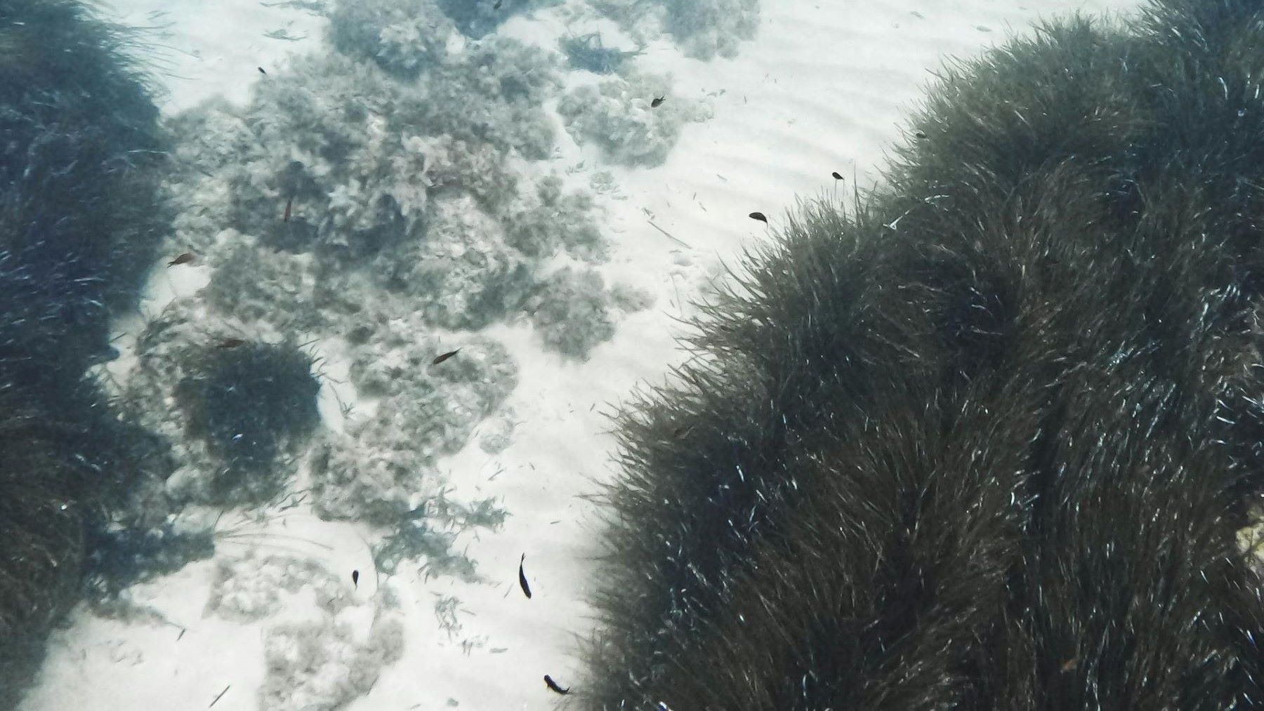 carbono azul en praderas marinas de Posidonia