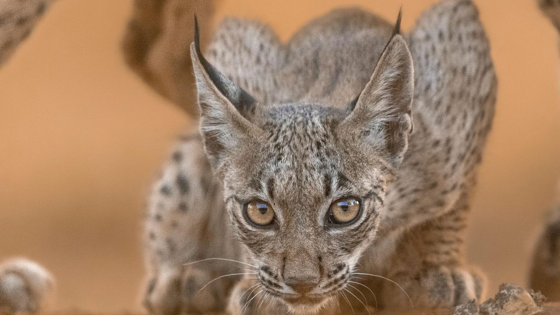 cachorros de lince ibérico en Castilla y León