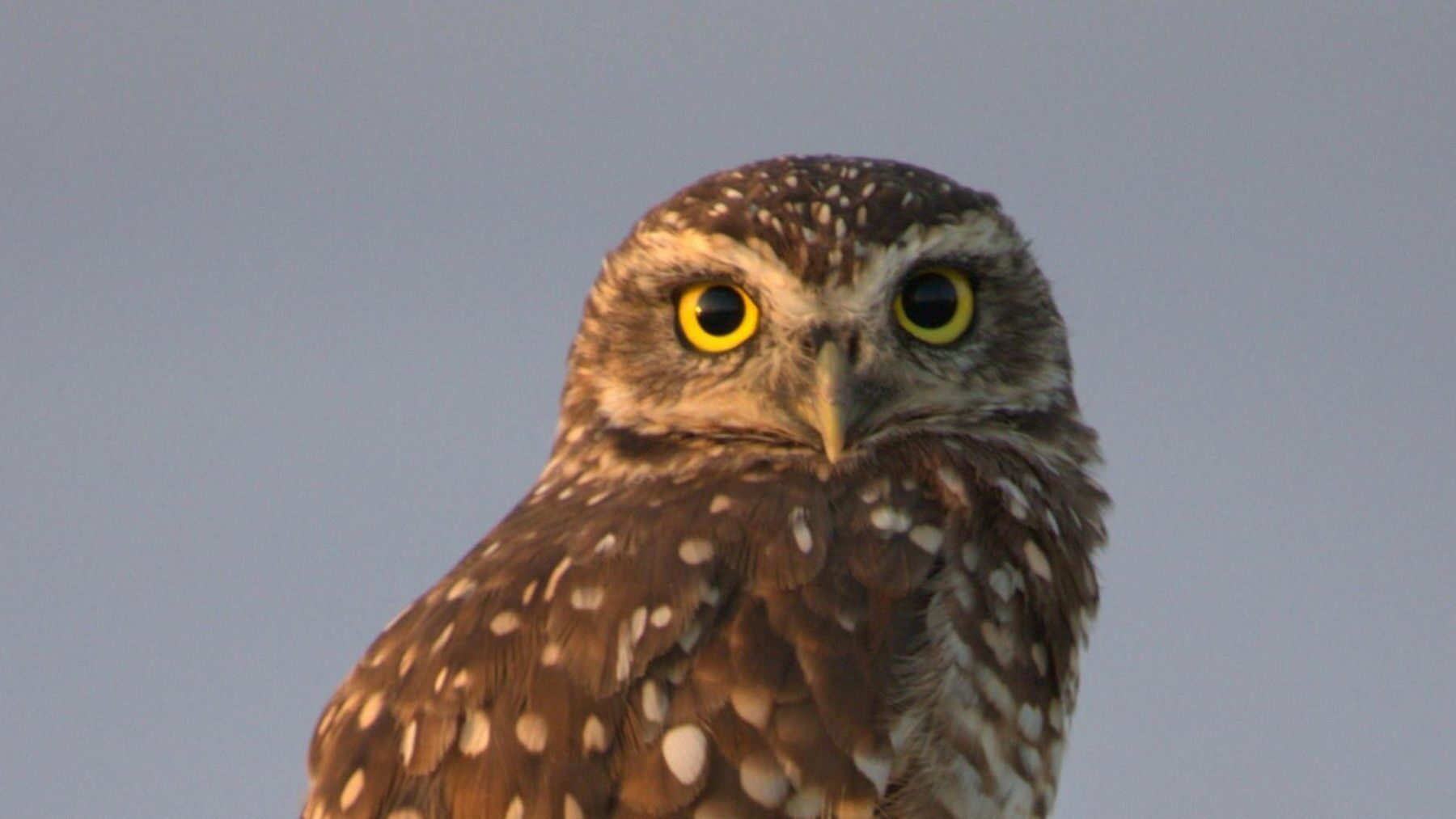 Reintroducción de la lechuza común en Valencia mediante cajas nido