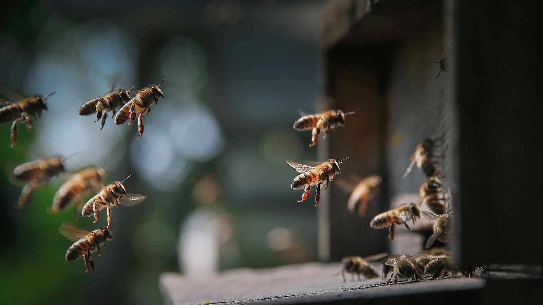 Protección de las abejas en Suiza en un entorno natural alpino