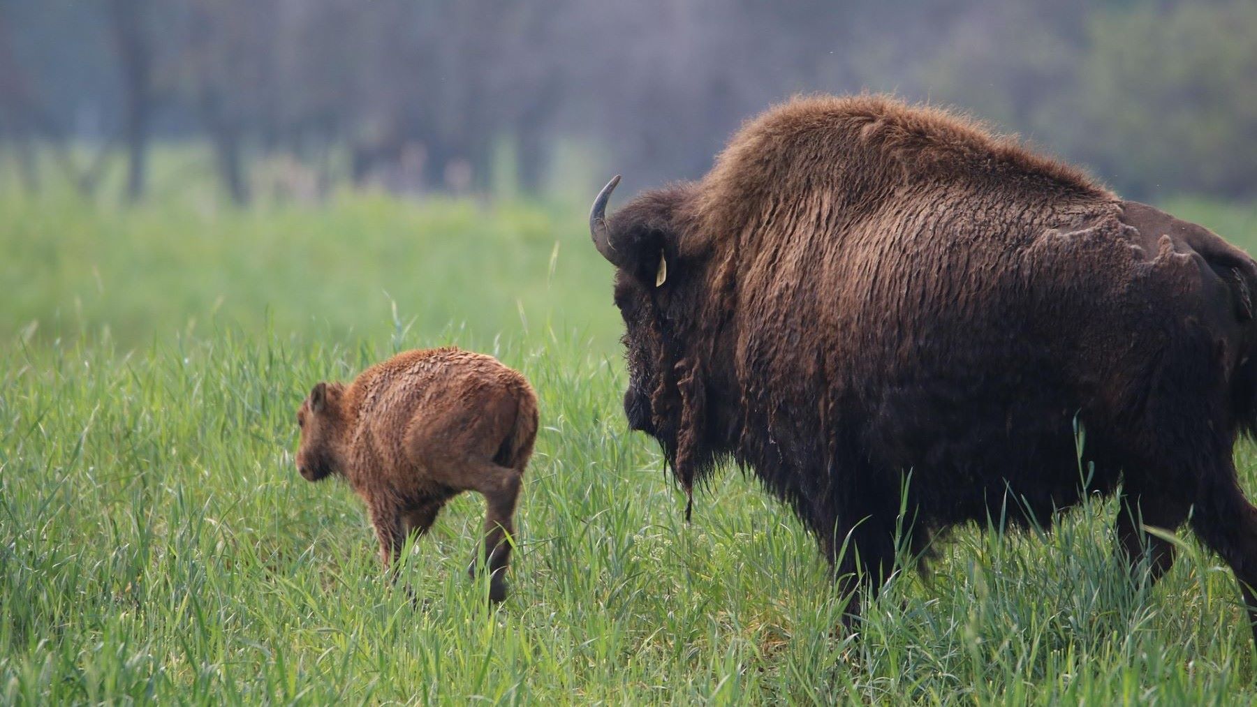 Bisonte europeo en España dentro de proyectos de renaturalización rural
