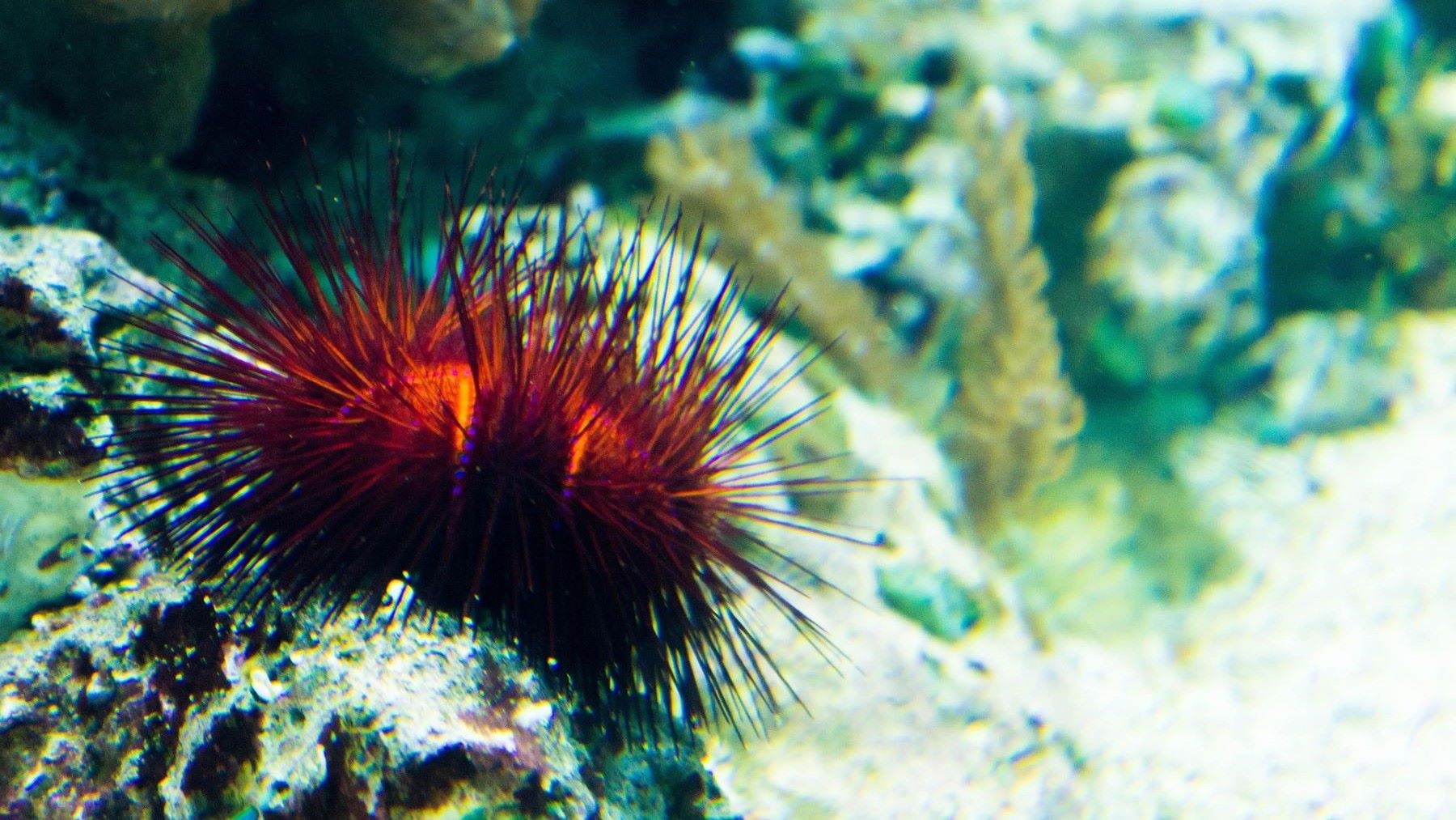 Proyecto europeo MAREST sobre restauración marina y algas kelp