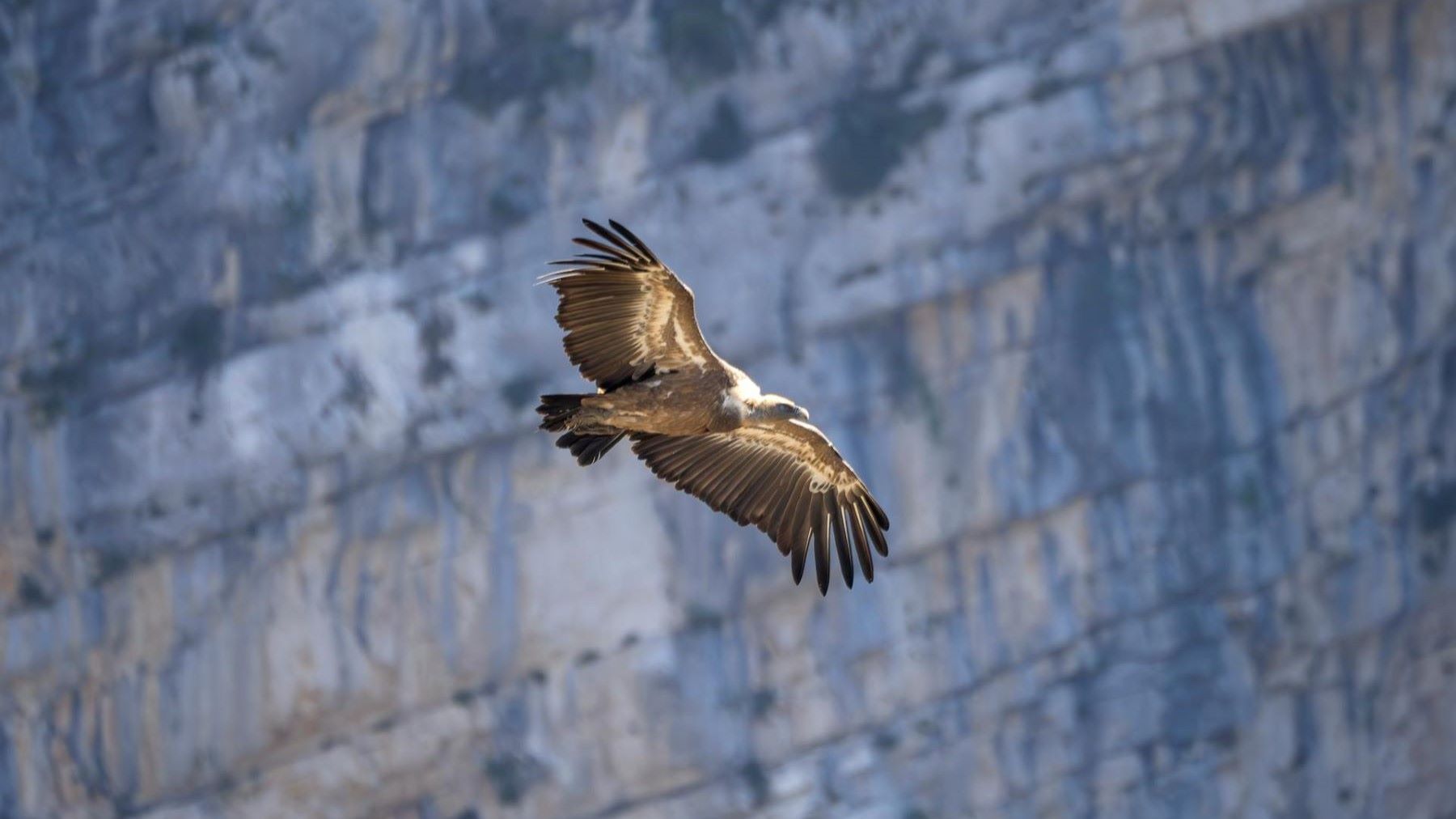 Los corredores ecológicos que garantizan el regreso del quebrantahuesos