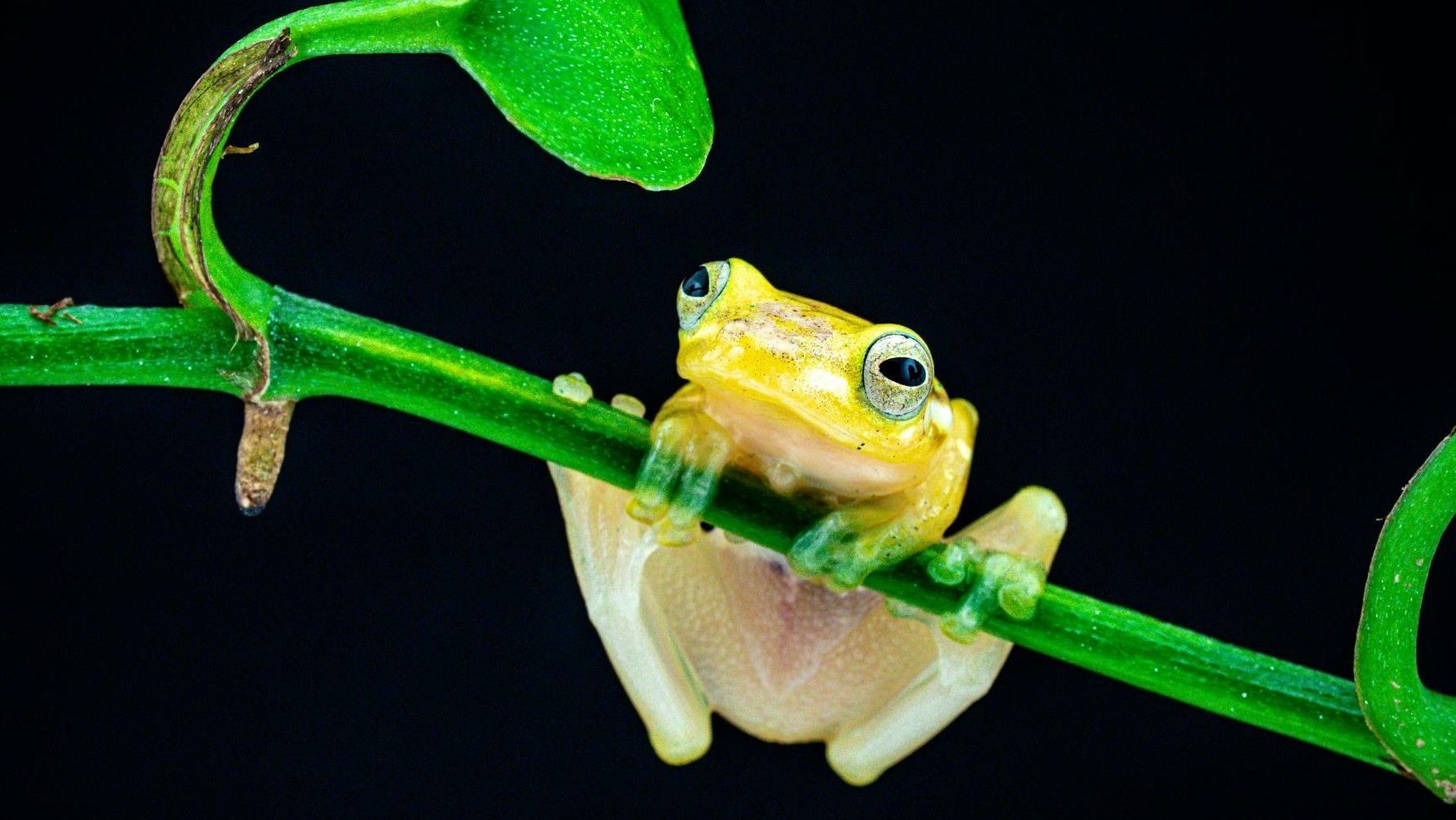 ranas de cristal en peligro en ecosistemas montañosos de Sudamérica