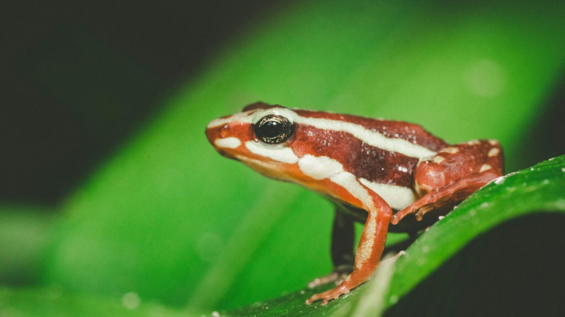 Rana venenosa vinculada a Navalni se convierte en mascota exótica