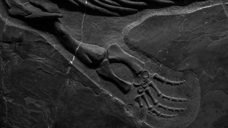 dinosaurio más grande del sudeste asiático