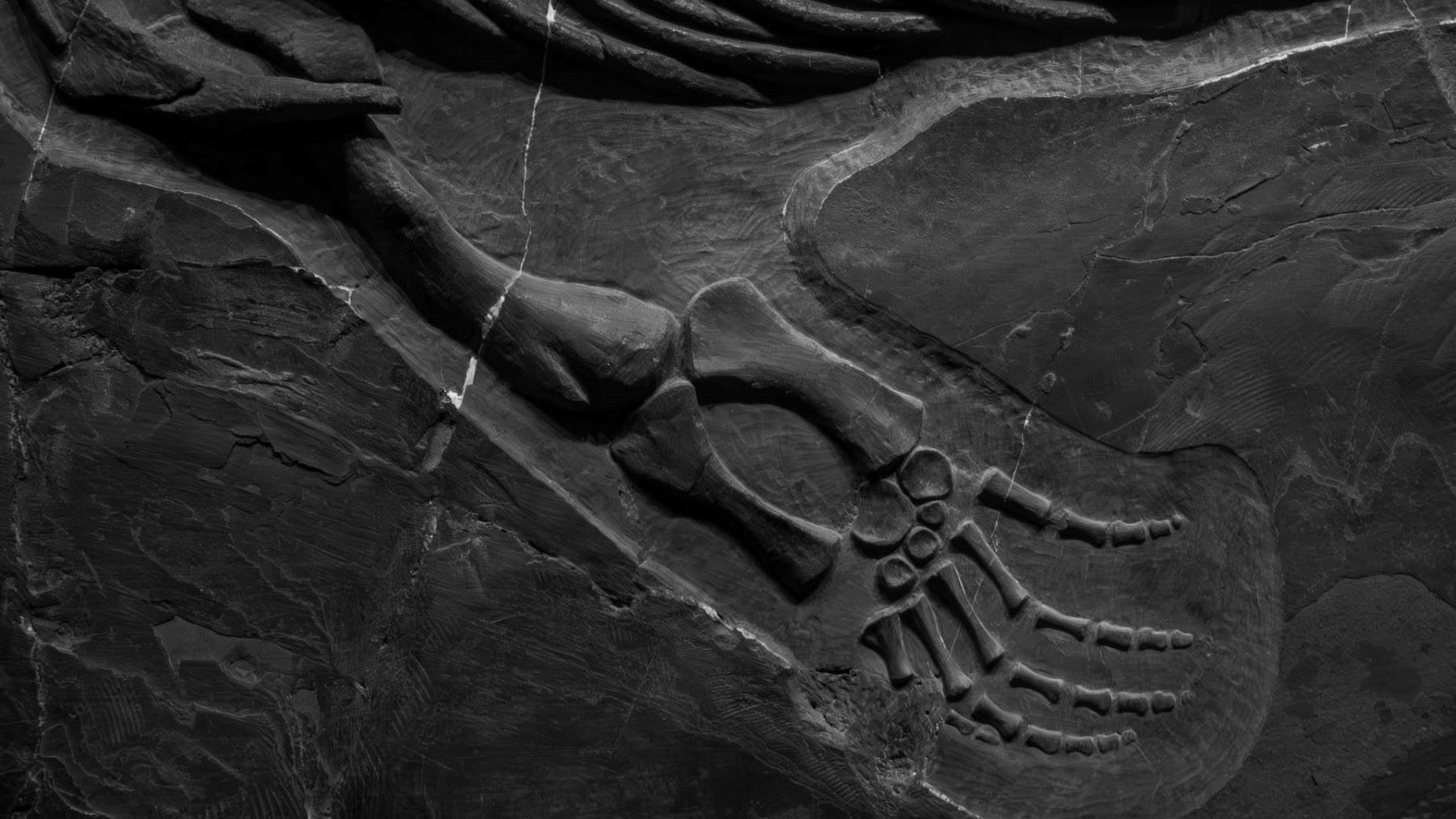 dinosaurio más grande del sudeste asiático