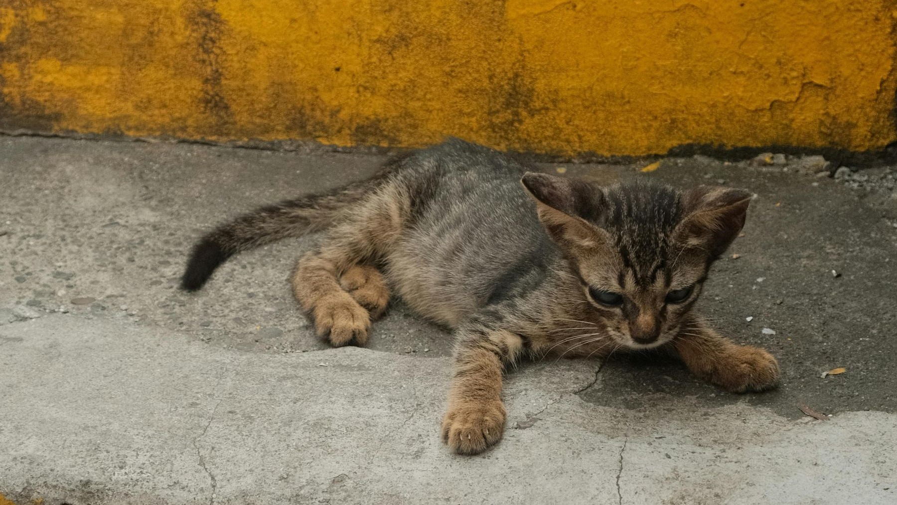 El abandono de cachorros desborda Extremadura