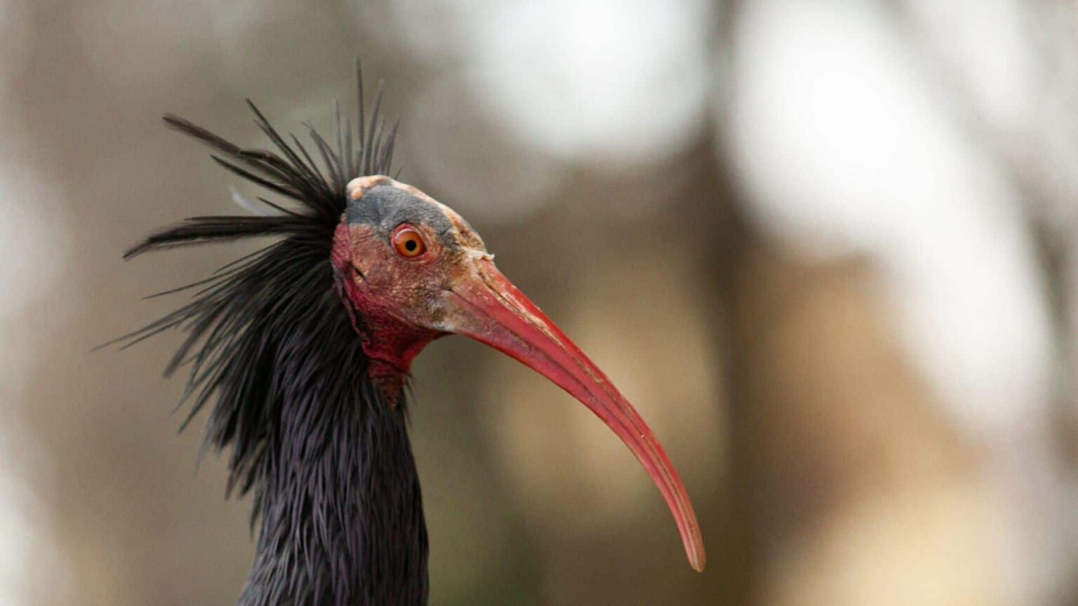 ibis eremita herido en España durante su recuperación veterinaria