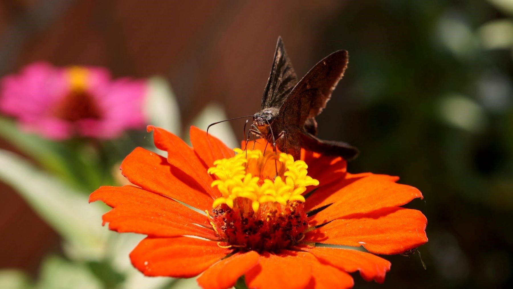 insectos polinizadores en Barcelona