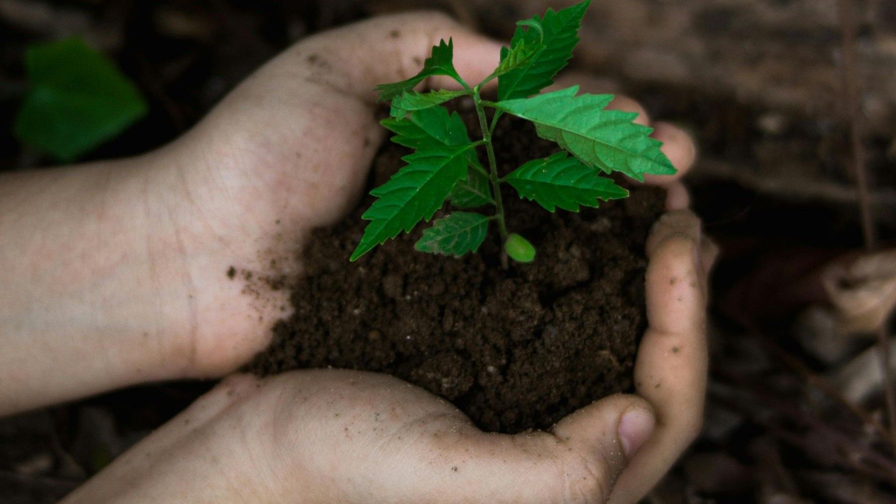 restaurar la naturaleza para frenar la crisis climática en un ecosistema recuperado