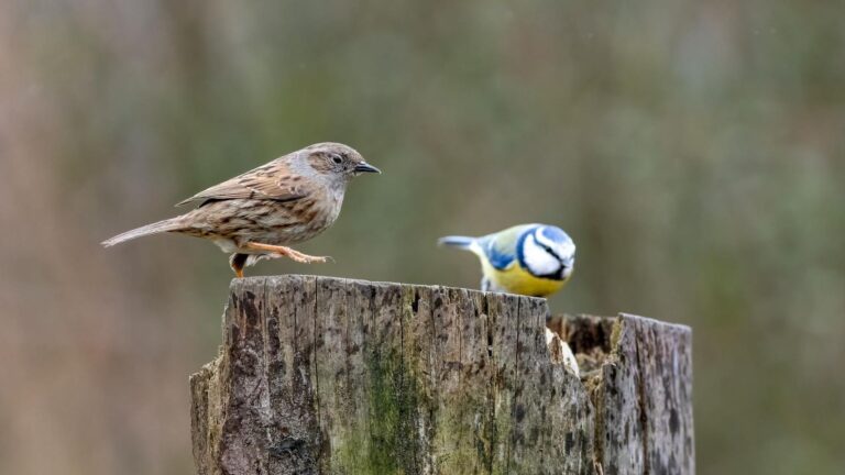 Consulta europea sobre directivas de aves en Bruselas