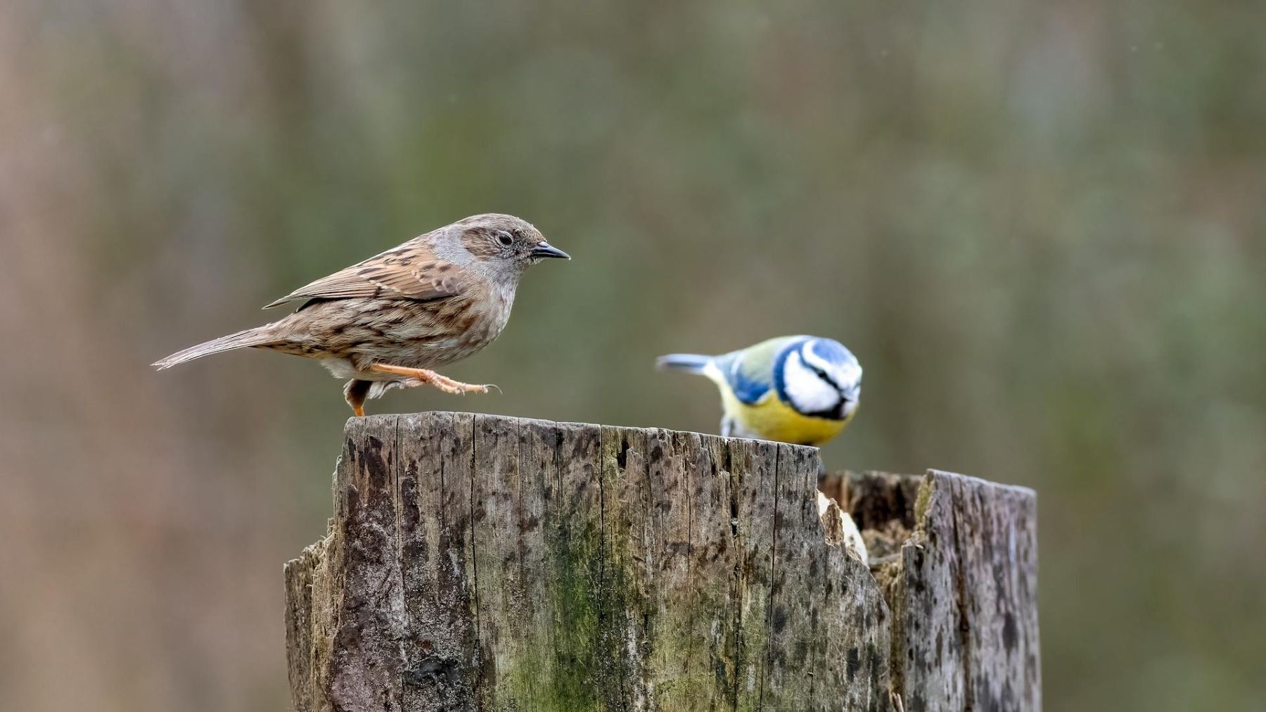 Consulta europea sobre directivas de aves en Bruselas