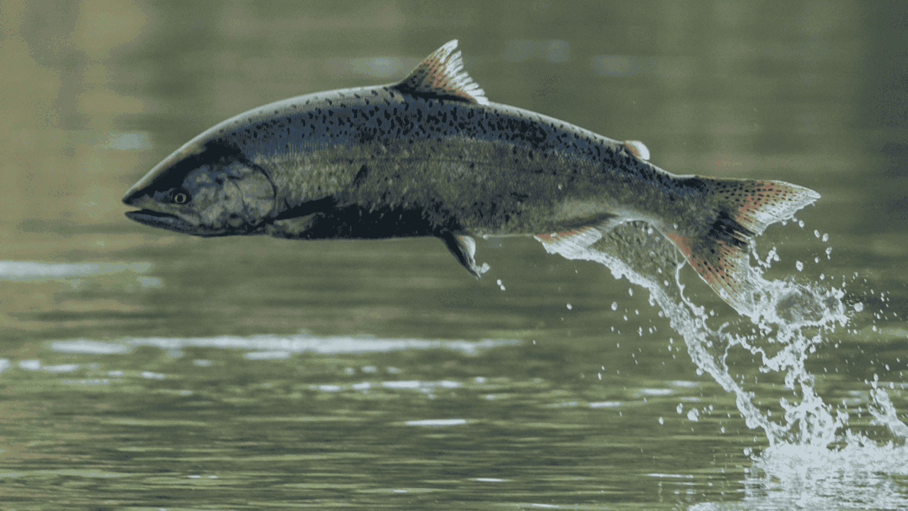 salmón en peligro de extinción en Asturias