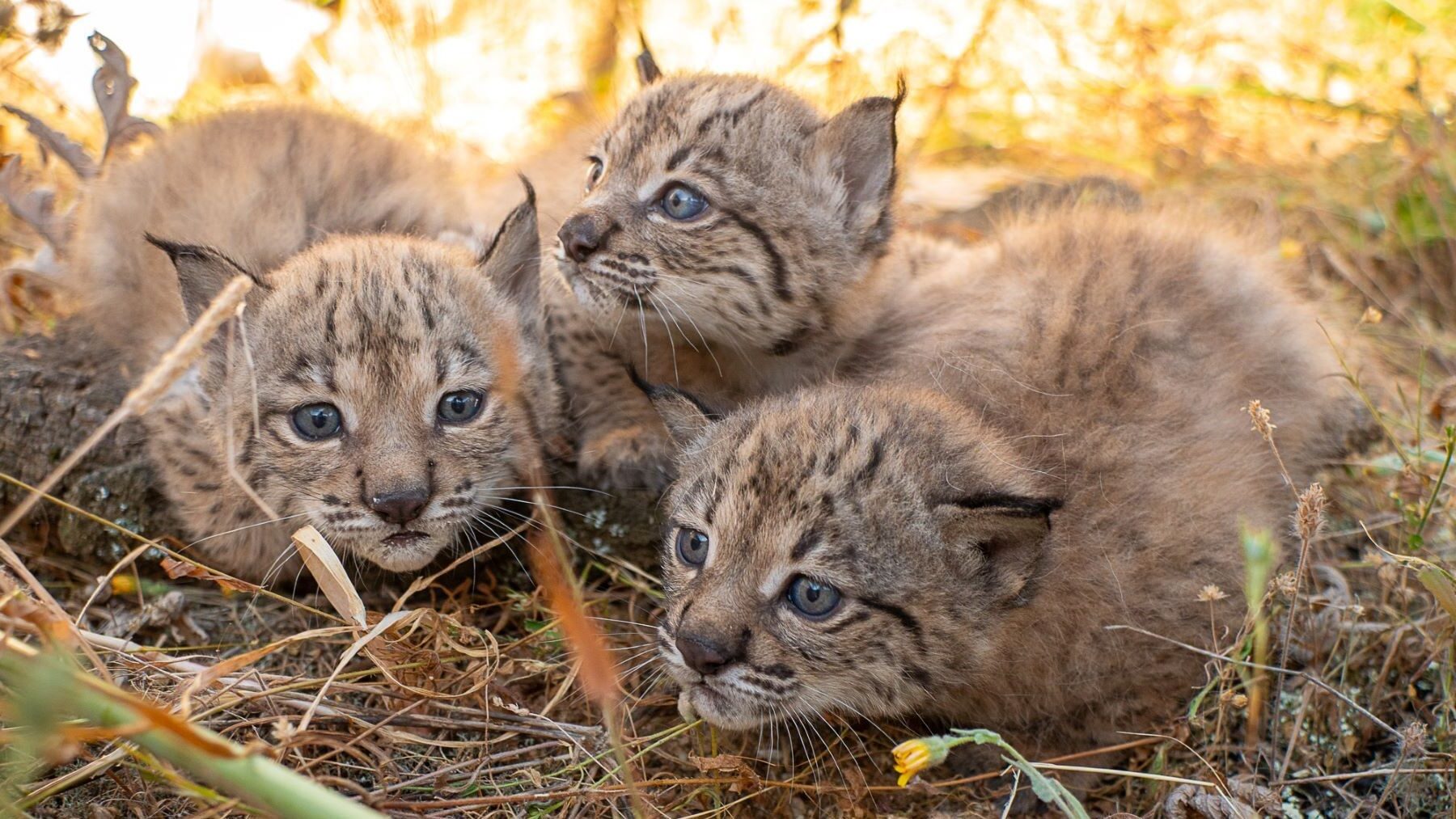 Cría del lince ibérico en 2026 con nuevos cachorros en El Acebuche y Zarza de Granadilla