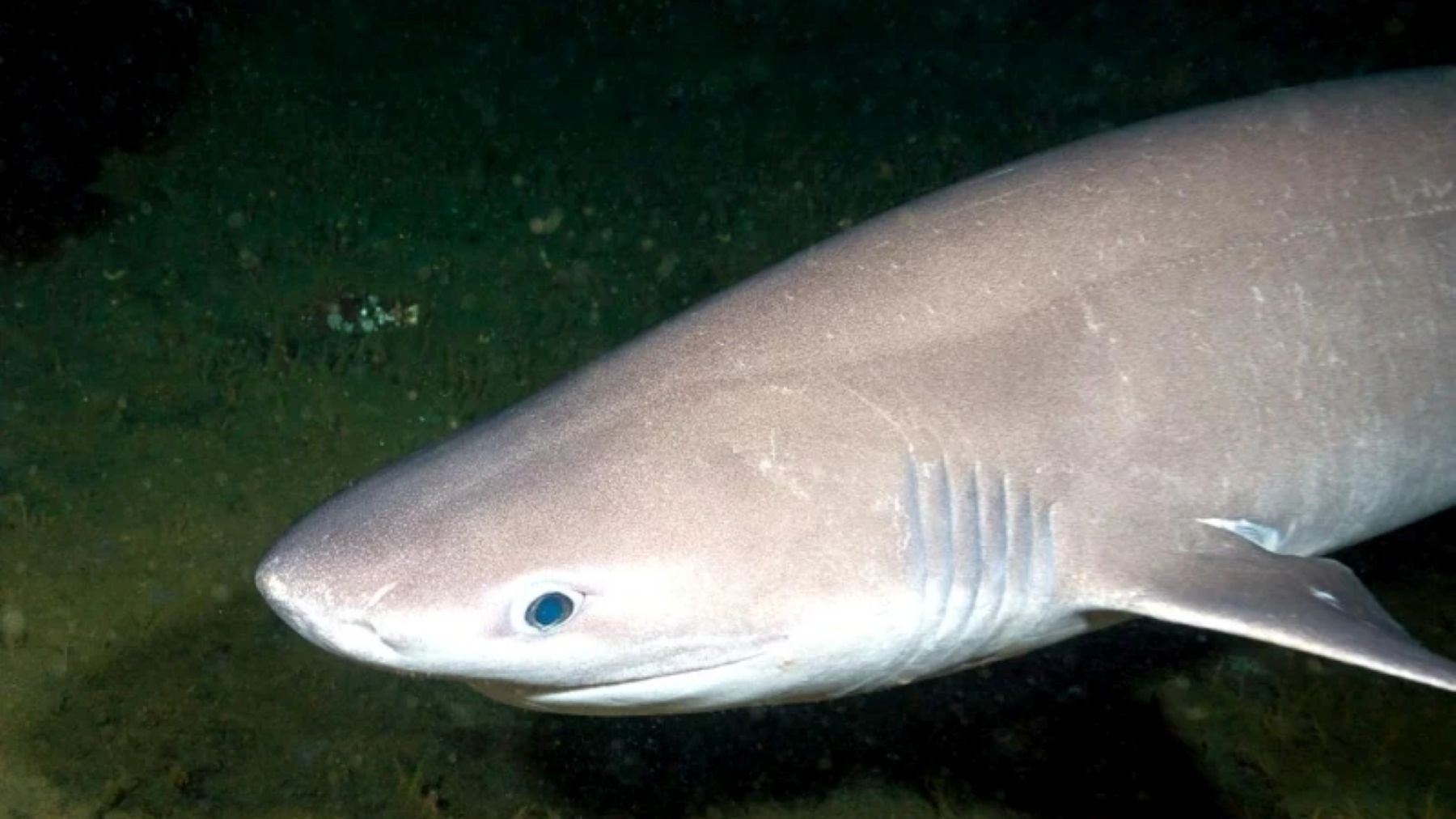 Ejemplar de tiburón cañabota localizado en el mar Balear