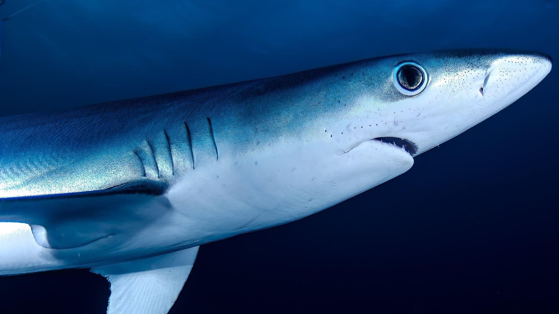 Tiburones en el Mediterráneo en una zona crítica de conservación marina