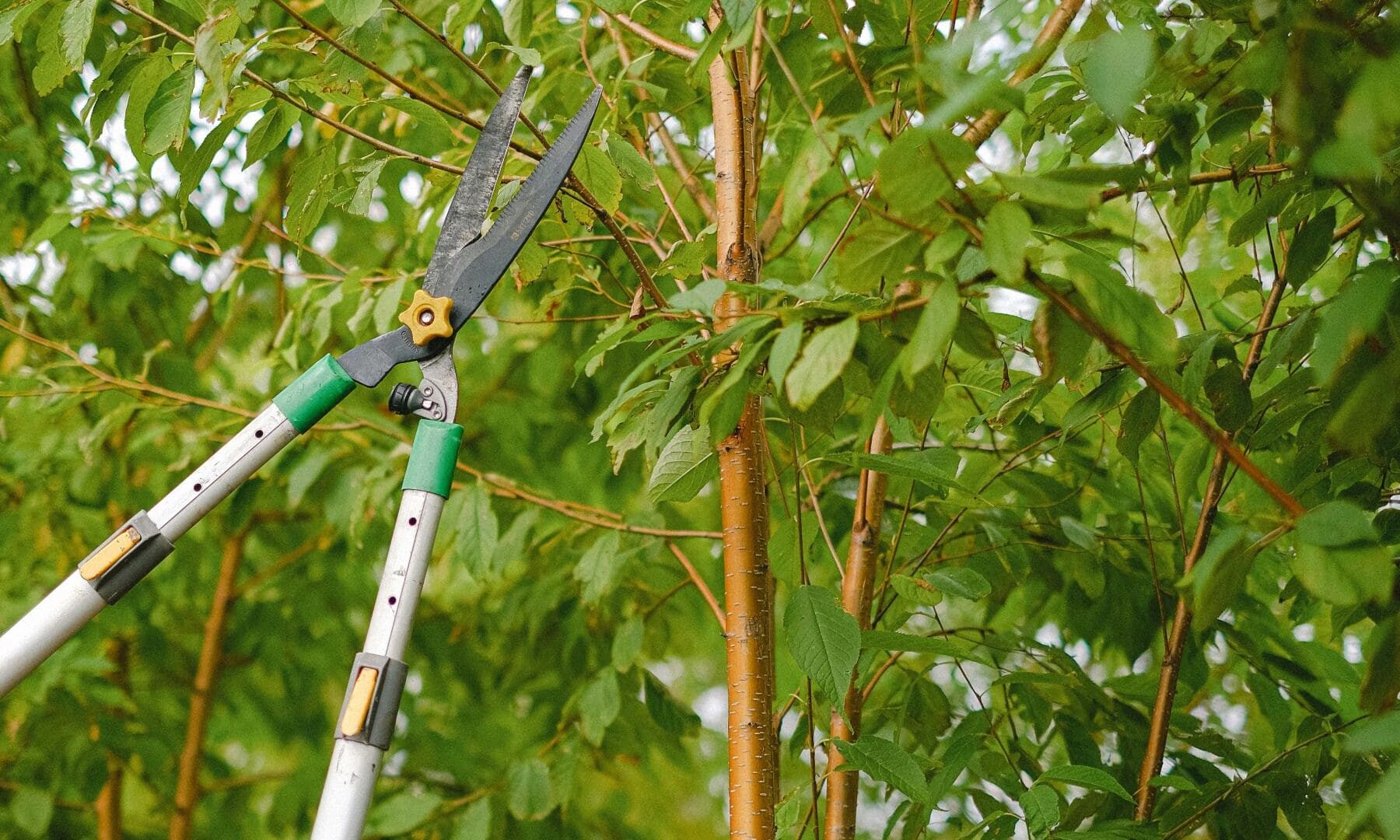 gestión forestal sostenible