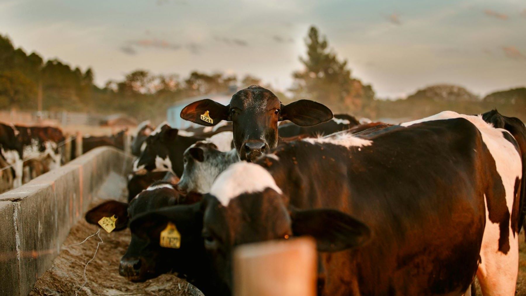 Experimento donde las vacas reconocen rostros humanos familiares