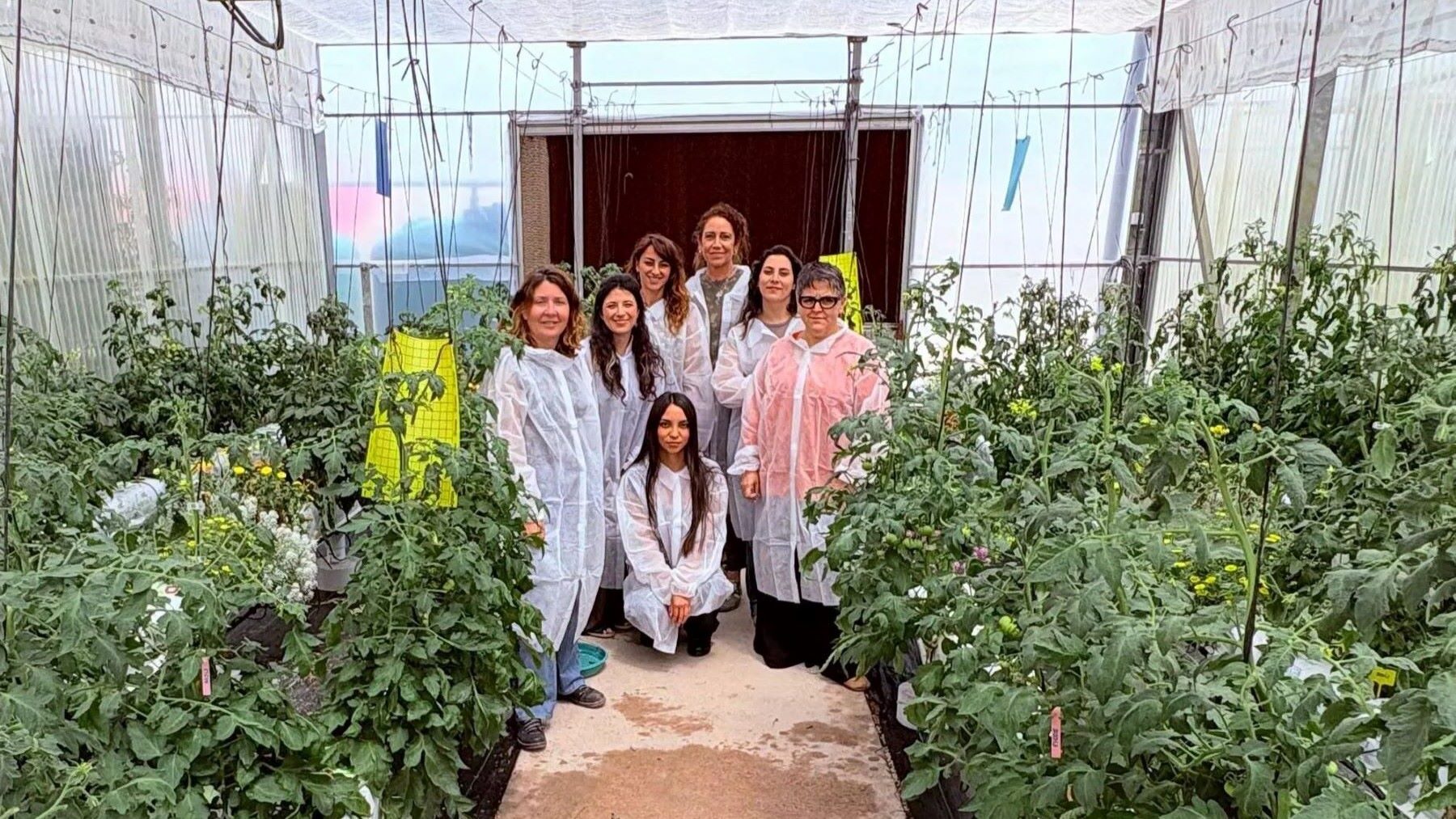 tomates resistentes al clima