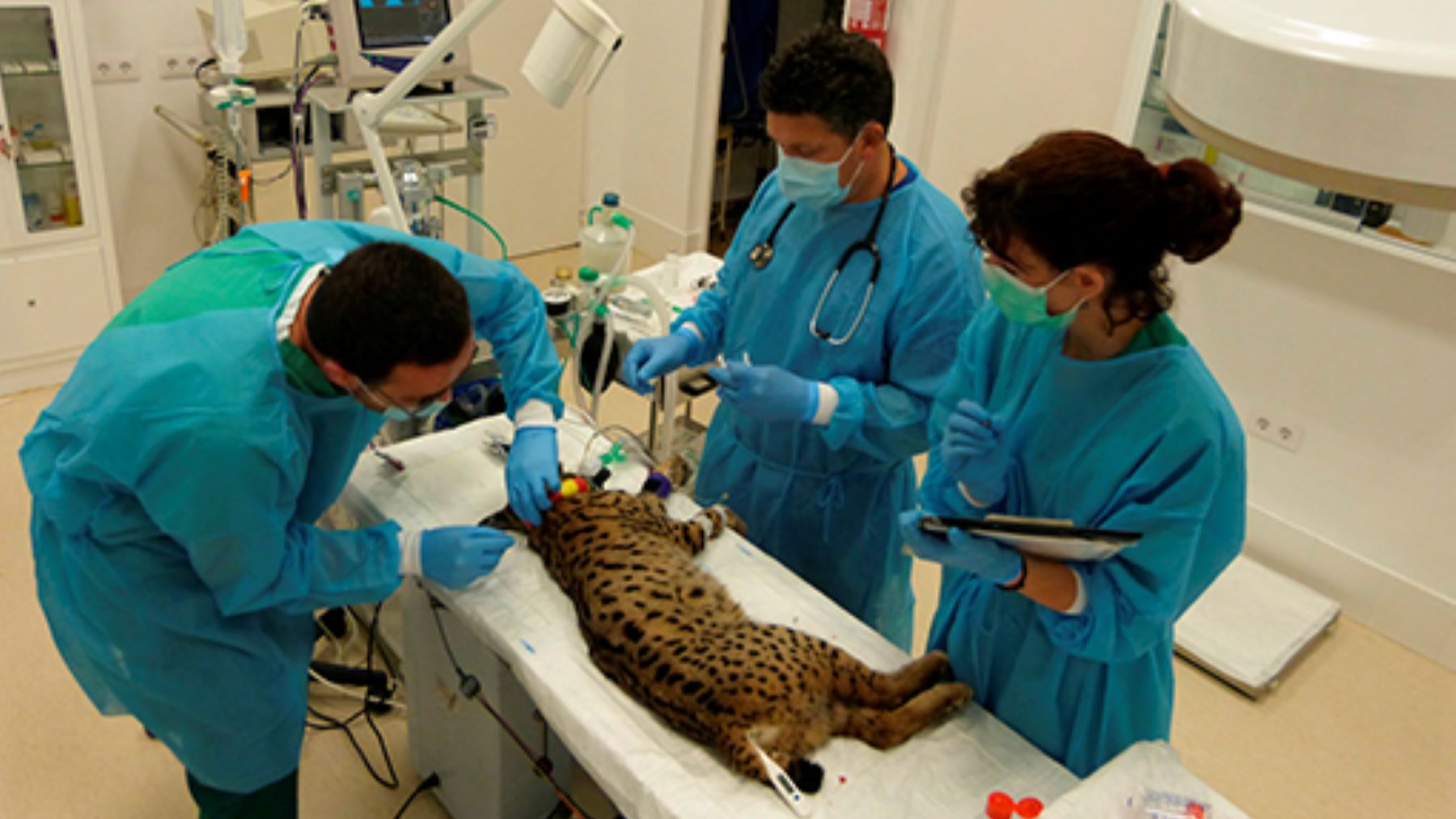 gestión biomédica del lince ibérico