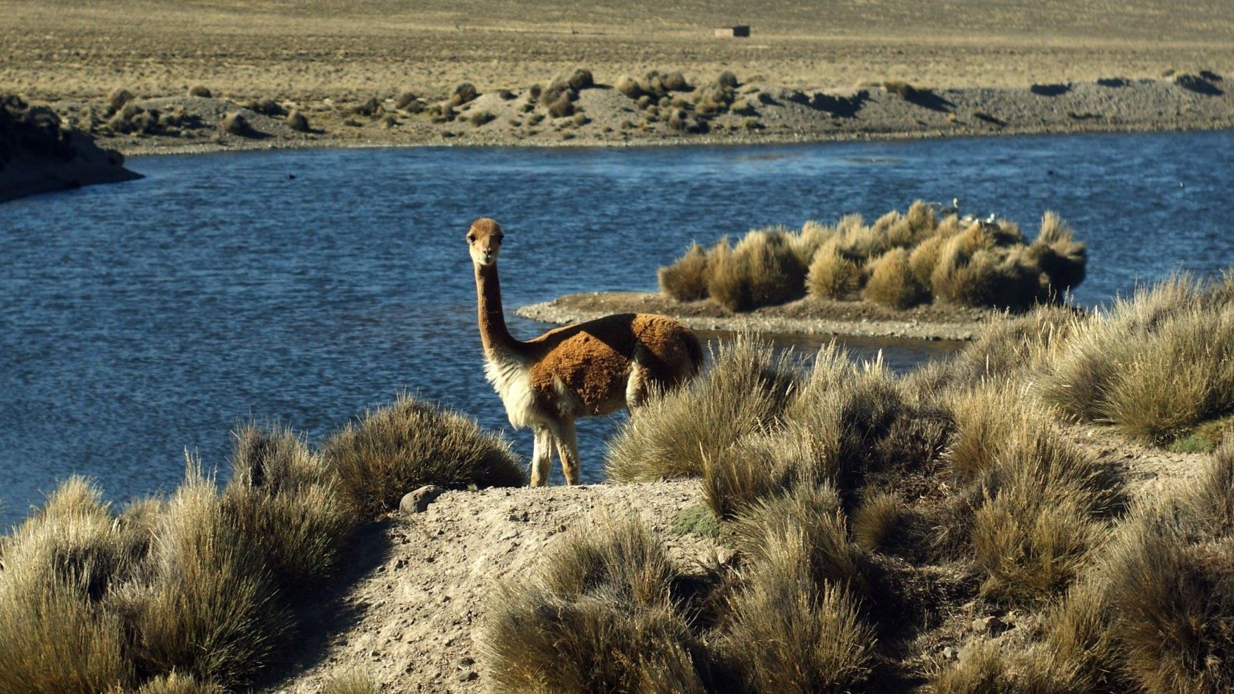 ECOticias.com - El Periódico Verde 33 Perú usa inteligencia artificial para proteger a la vicuña