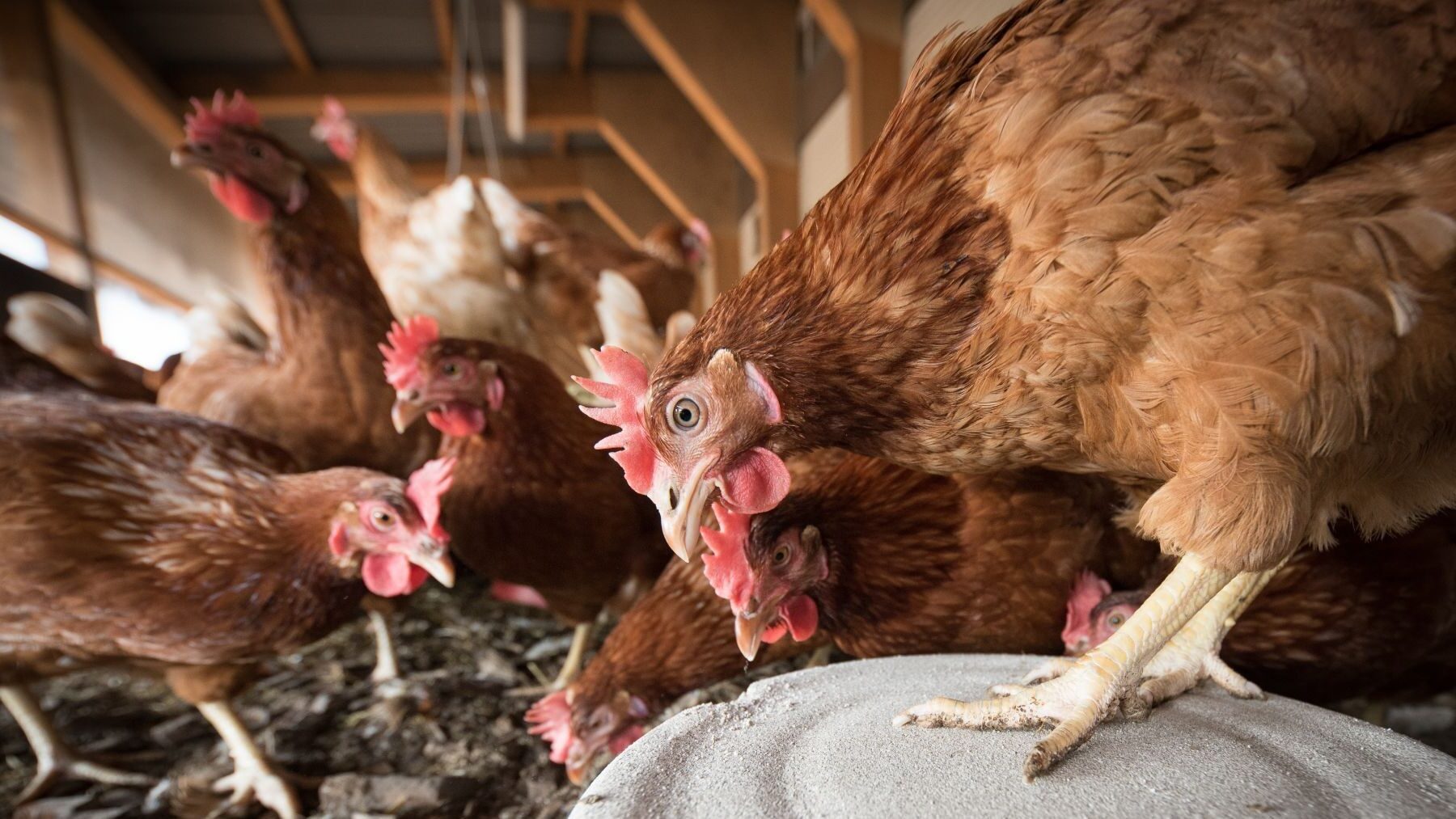 macrogranja de gallinas en Turmiel en zona protegida de Guadalajara