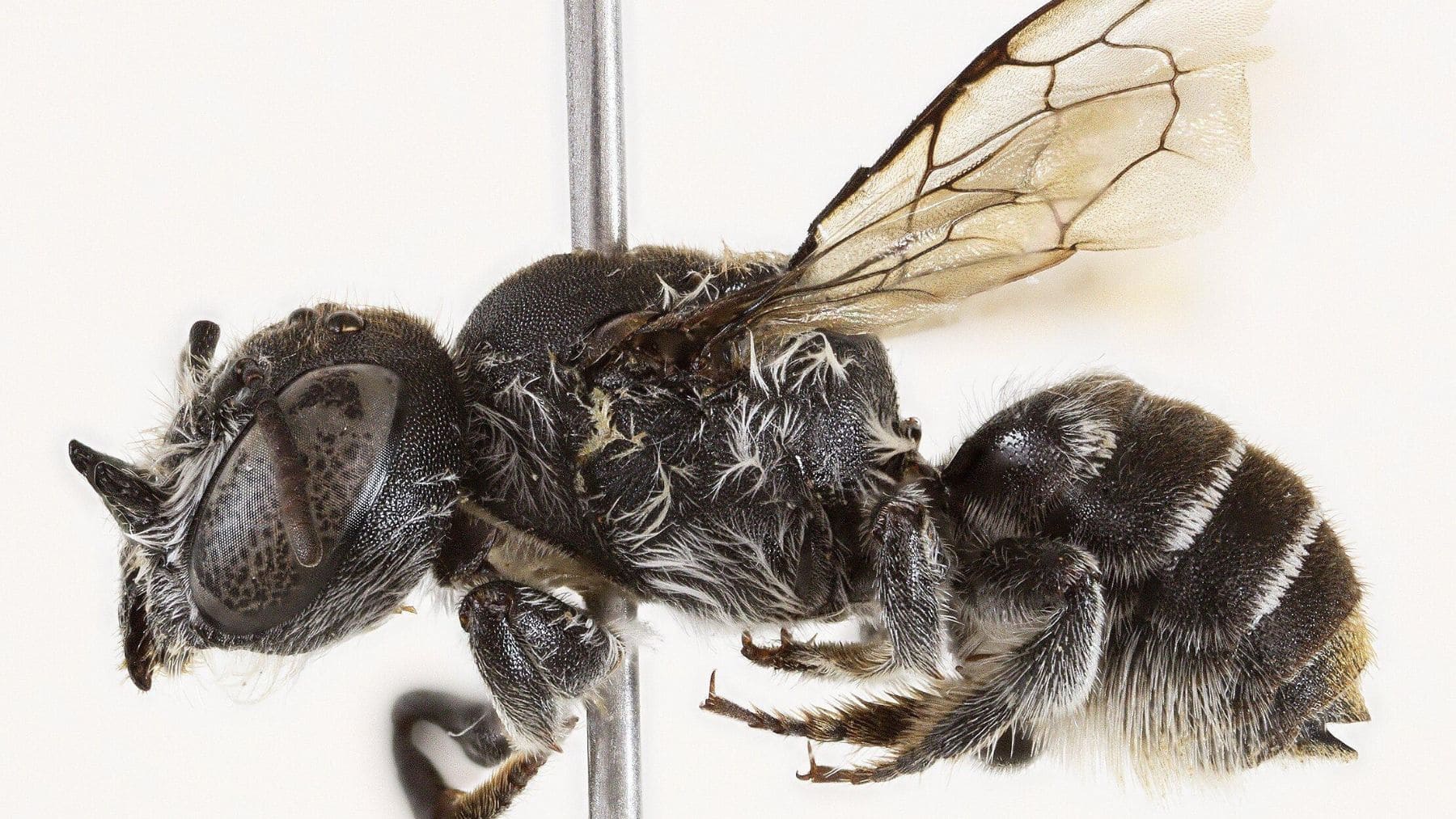Megachile lucifer, la nueva abeja con cuernos descubierta en Australia Occidental.