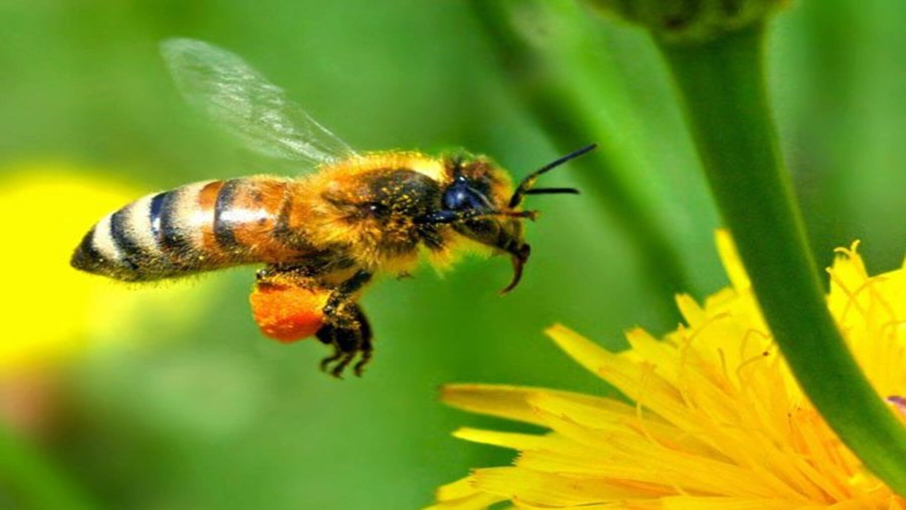 abejas silvestres en infraestructuras verdes con flores y corredores ecológicos