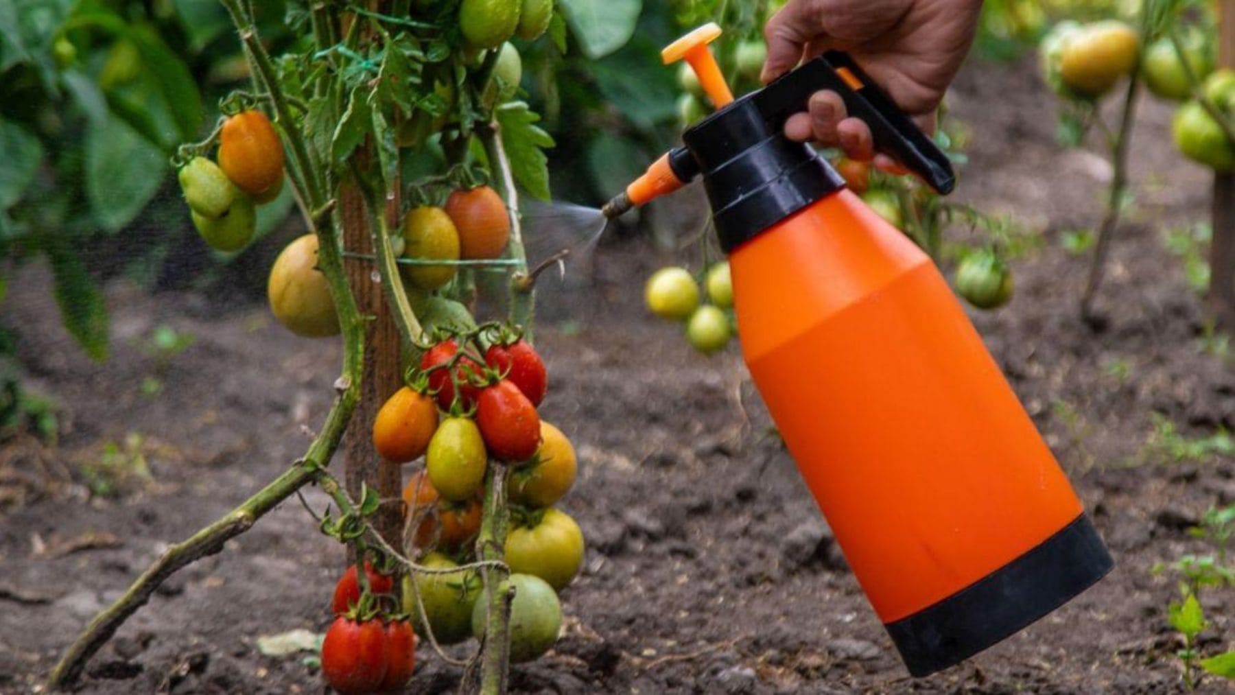 Abono bacteriano aplicado sobre plantas de tomate para aumentar la producción en sequía.