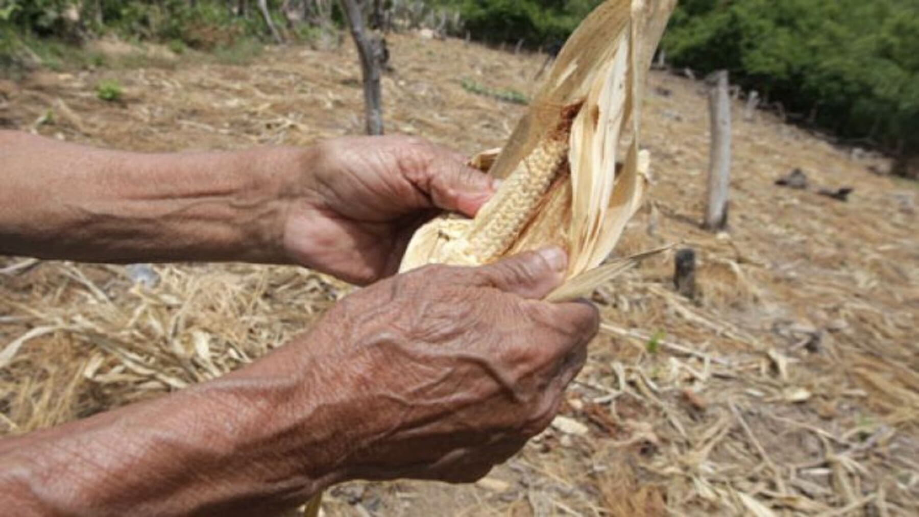 inseguridad alimentaria en Honduras provocada por sequía y crisis climática