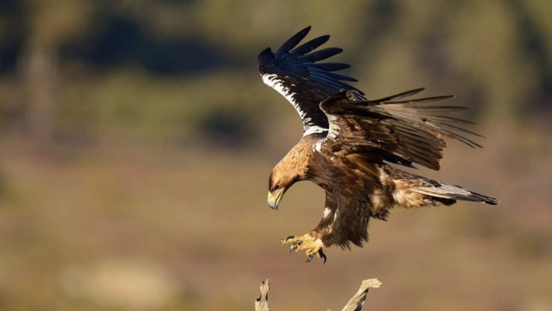 Águila imperial ibérica descendiendo sobre una rama en una zona natural de Portugal.