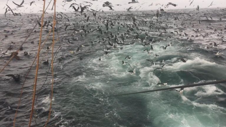 Miles de aves marinas y albatros siguiendo un barco pesquero durante una jornada de pesca con palangre en Perú.