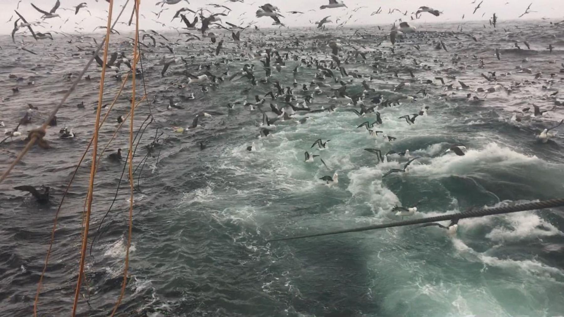 Miles de aves marinas y albatros siguiendo un barco pesquero durante una jornada de pesca con palangre en Perú.