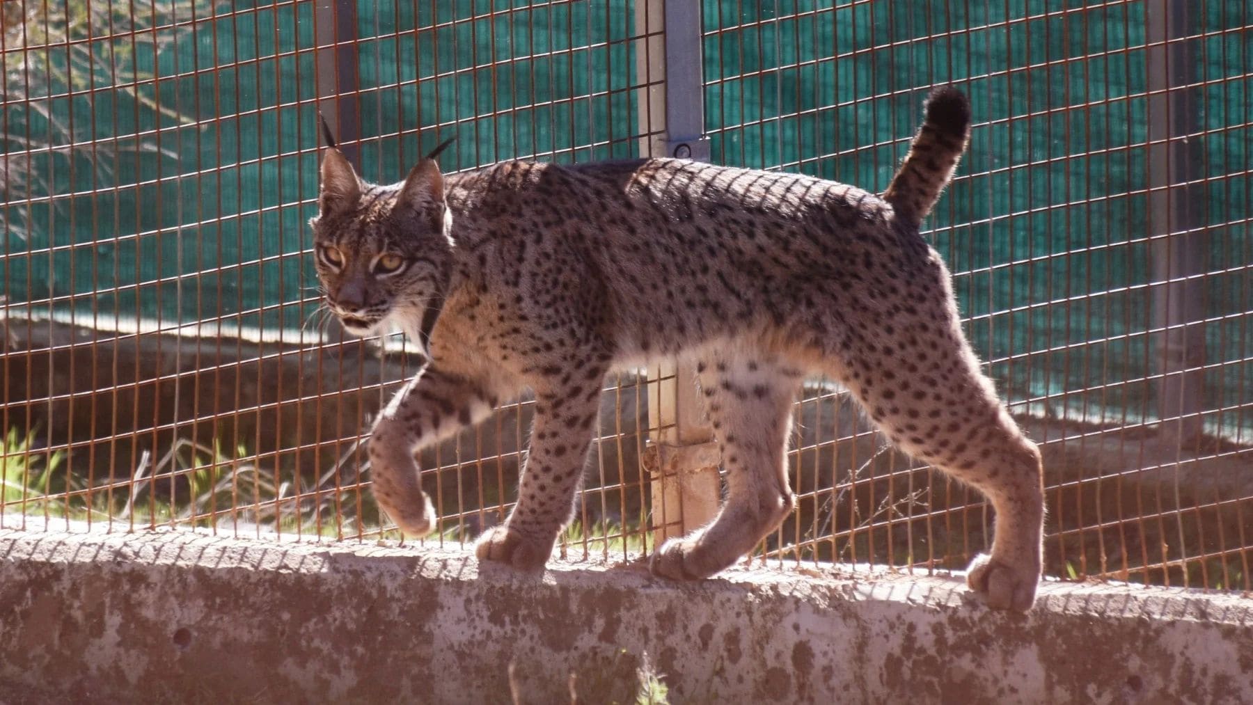Lince ibérico en una zona cercada del programa de reintroducción impulsado por España y Portugal.