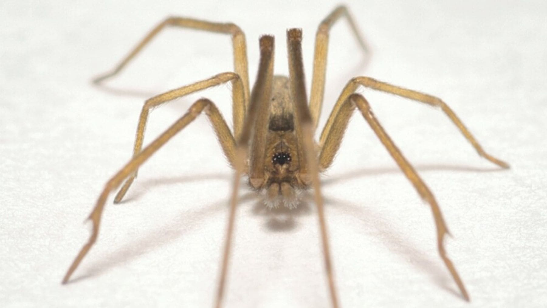 Araña Pink Floyd descubierta en Colombia sobre una pared blanca.