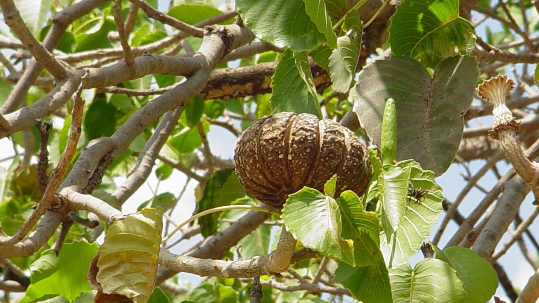 Fruto del árbol dinamita Hura crepitans antes de explotar y lanzar semillas a gran velocidad.